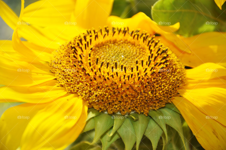 bright yellow sunflowers