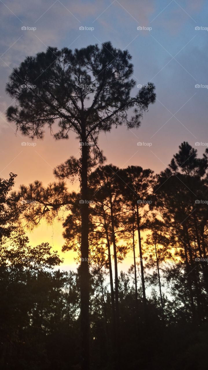Sunset through the Pines