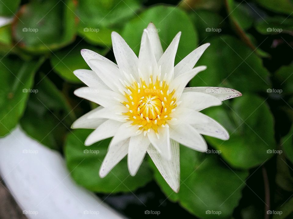 White waterlily