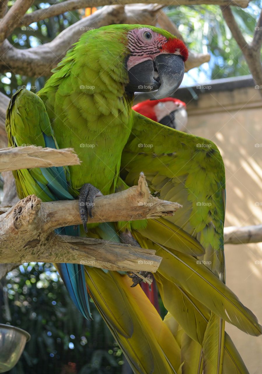 parrots perching on branch