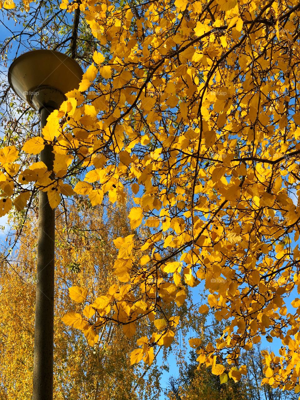 First autumn yellow leafs