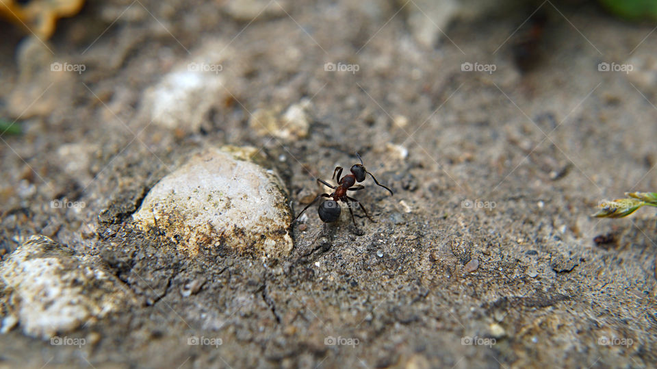 The worker ant. Forest Red ants have a well-deserved reputation for tireless workers. Almost all the year round, except for the harsh winter, they are busy expanding their anthill and creating reserves.