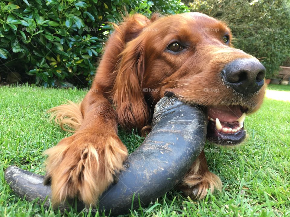 I love to chew my buffalo horn .. it’s good for my teeth and full of protein 🐶