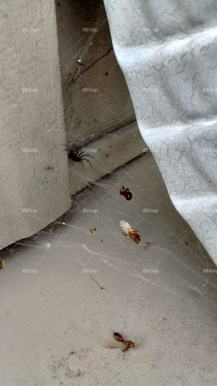 Hi Honey, the Spider's Home!