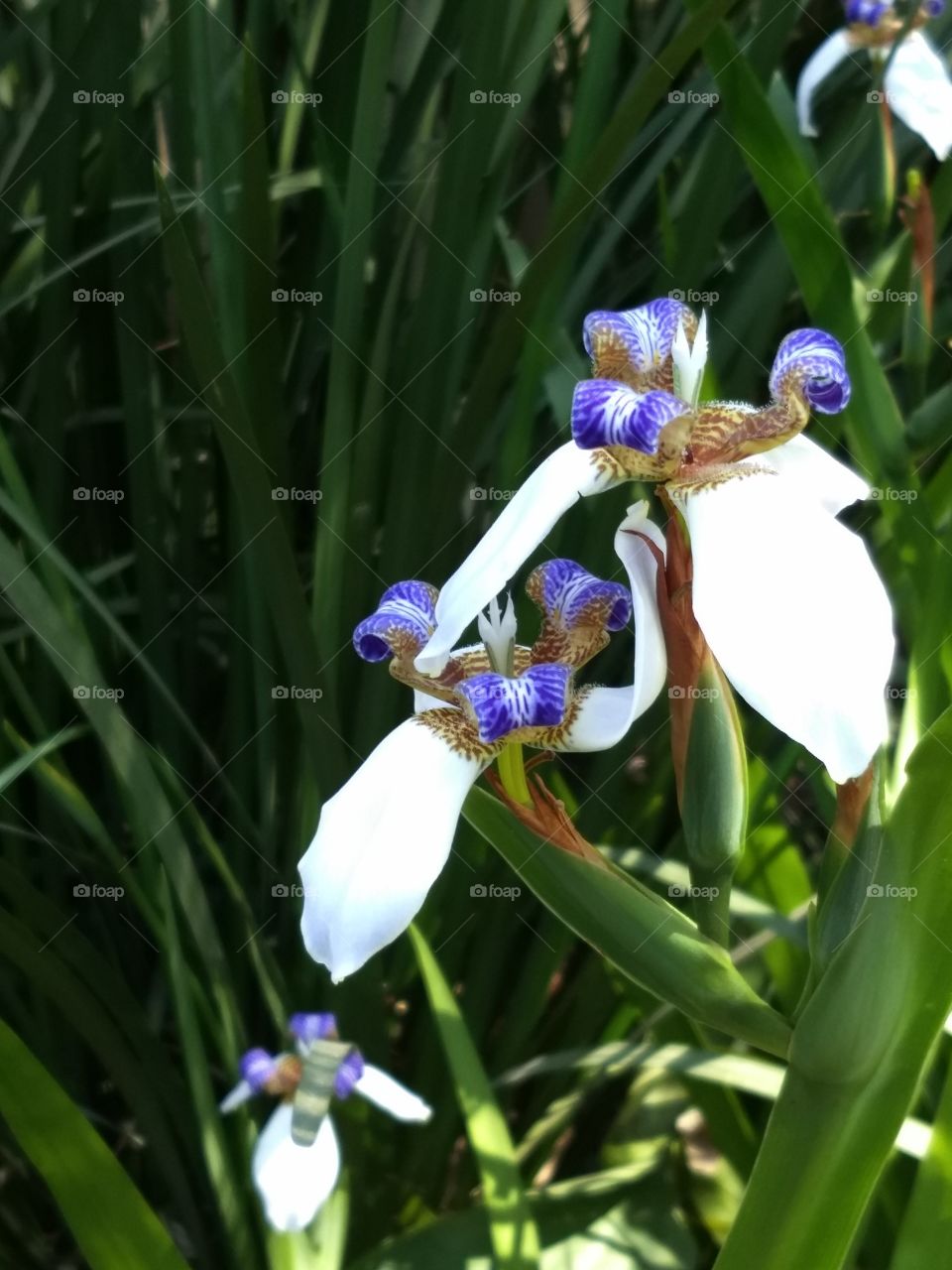 iris