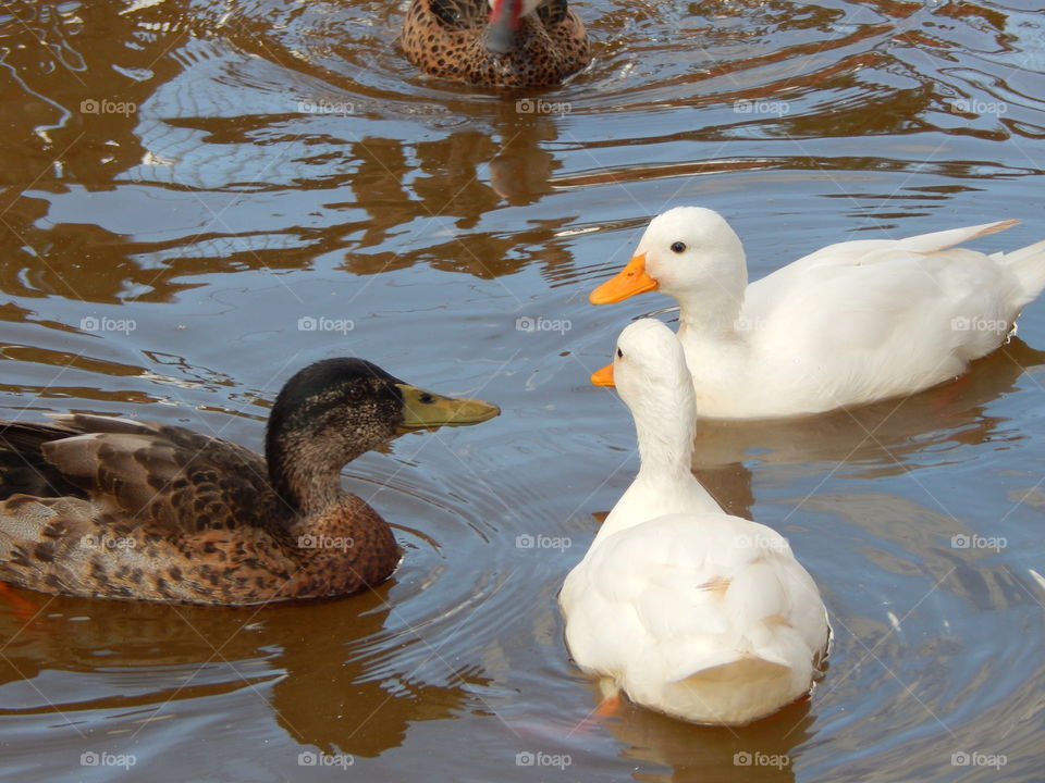 Close-up of ducks floating on water