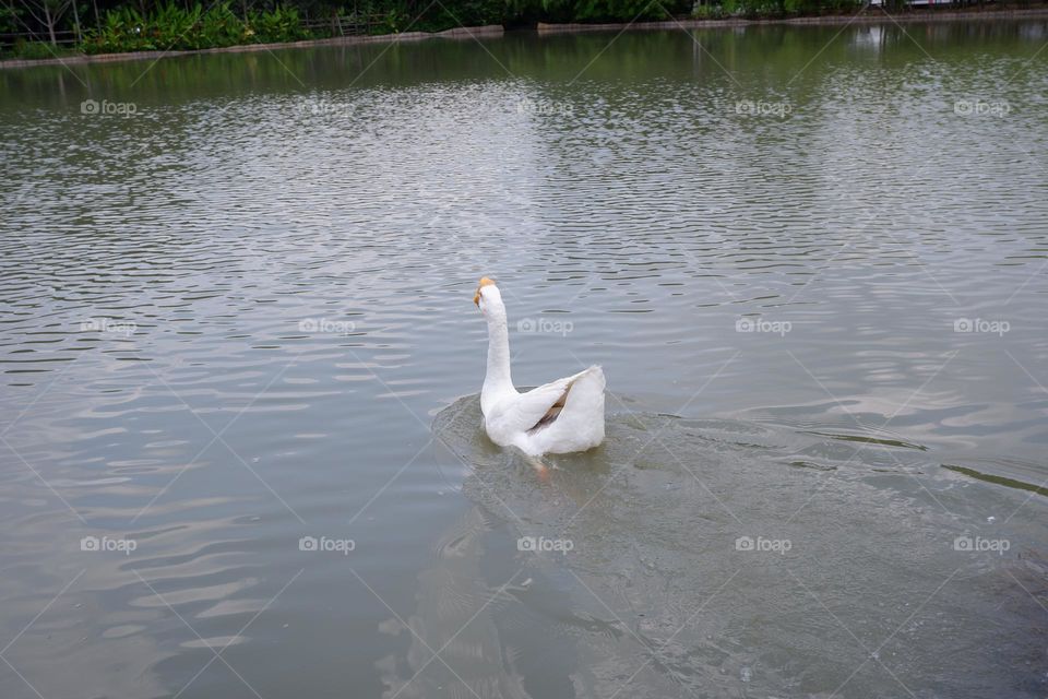 The lion head goose is having fun playing in the water.