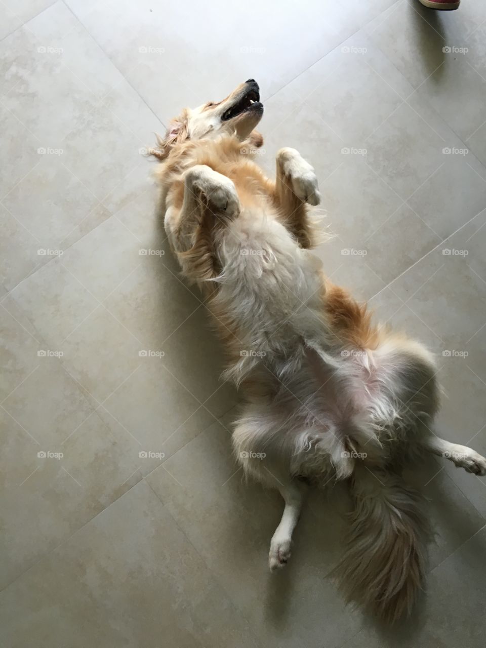 Give this golden retriever a belly rub