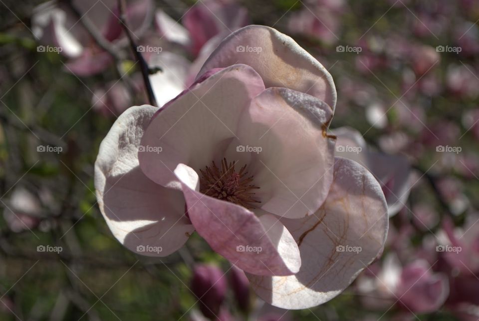 Blooming magnolia tree