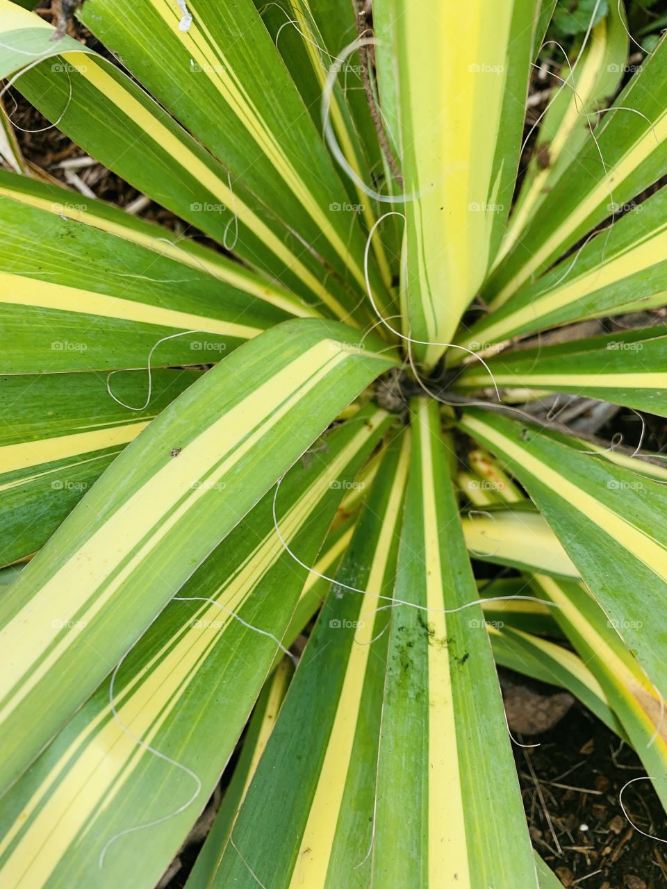 Inside and close up of a plant