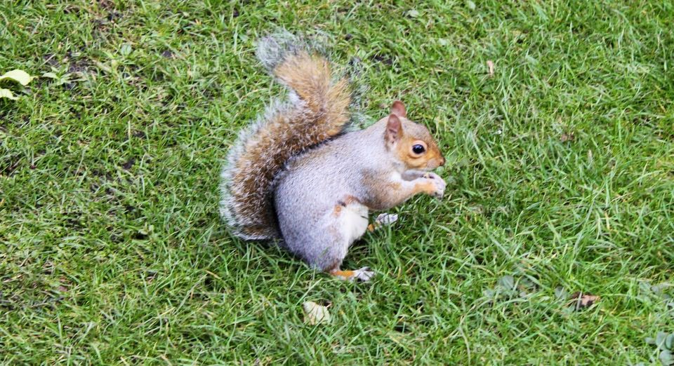 Squirrel life at Hyde park London 