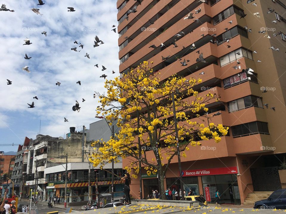 Tree 