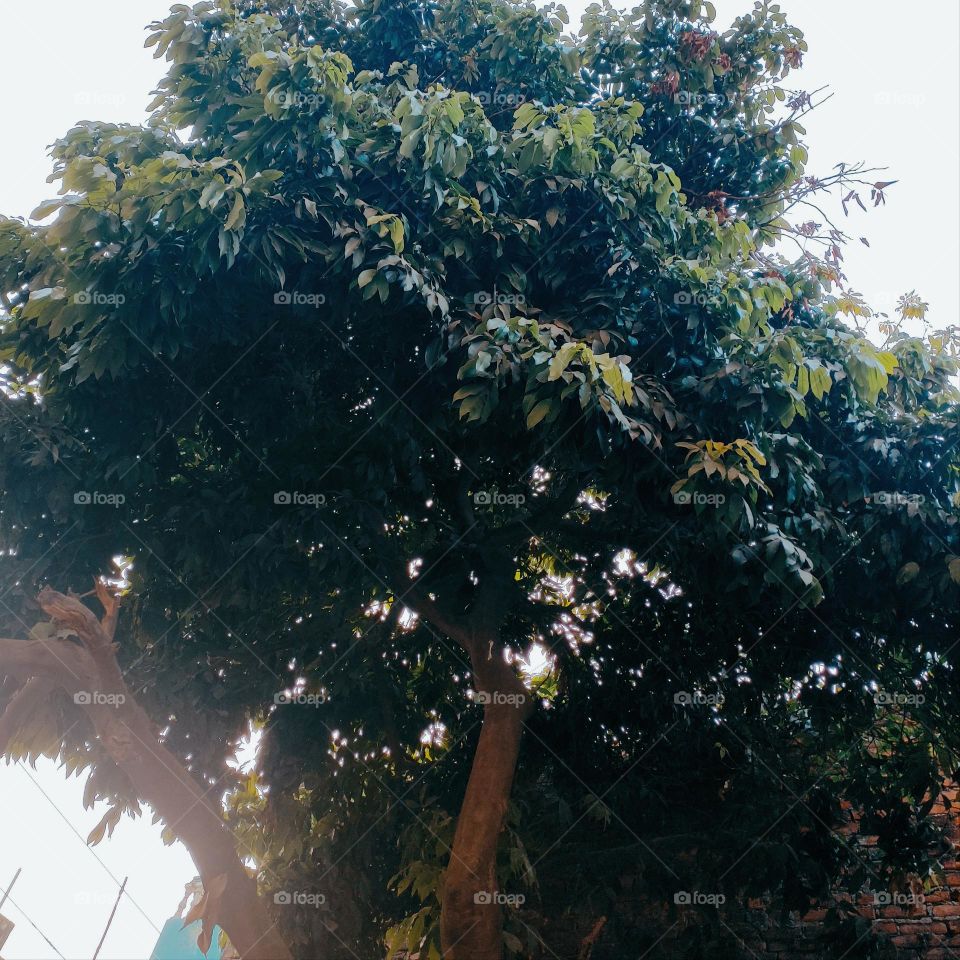 Litchi Tree