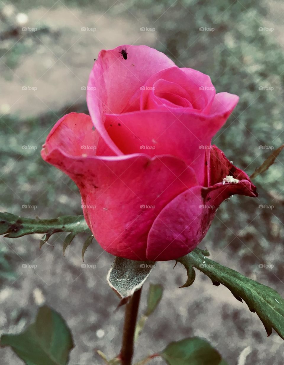 🌹 🇺🇸 Very beautiful flowers to brighten our day.  Live nature and its beauty. Did you like the delicate petals? / 🇧🇷 Flores muito bonitas para alegrar nosso dia. Viva a natureza e sua beleza. Gostaram das pétalas delicadas? 