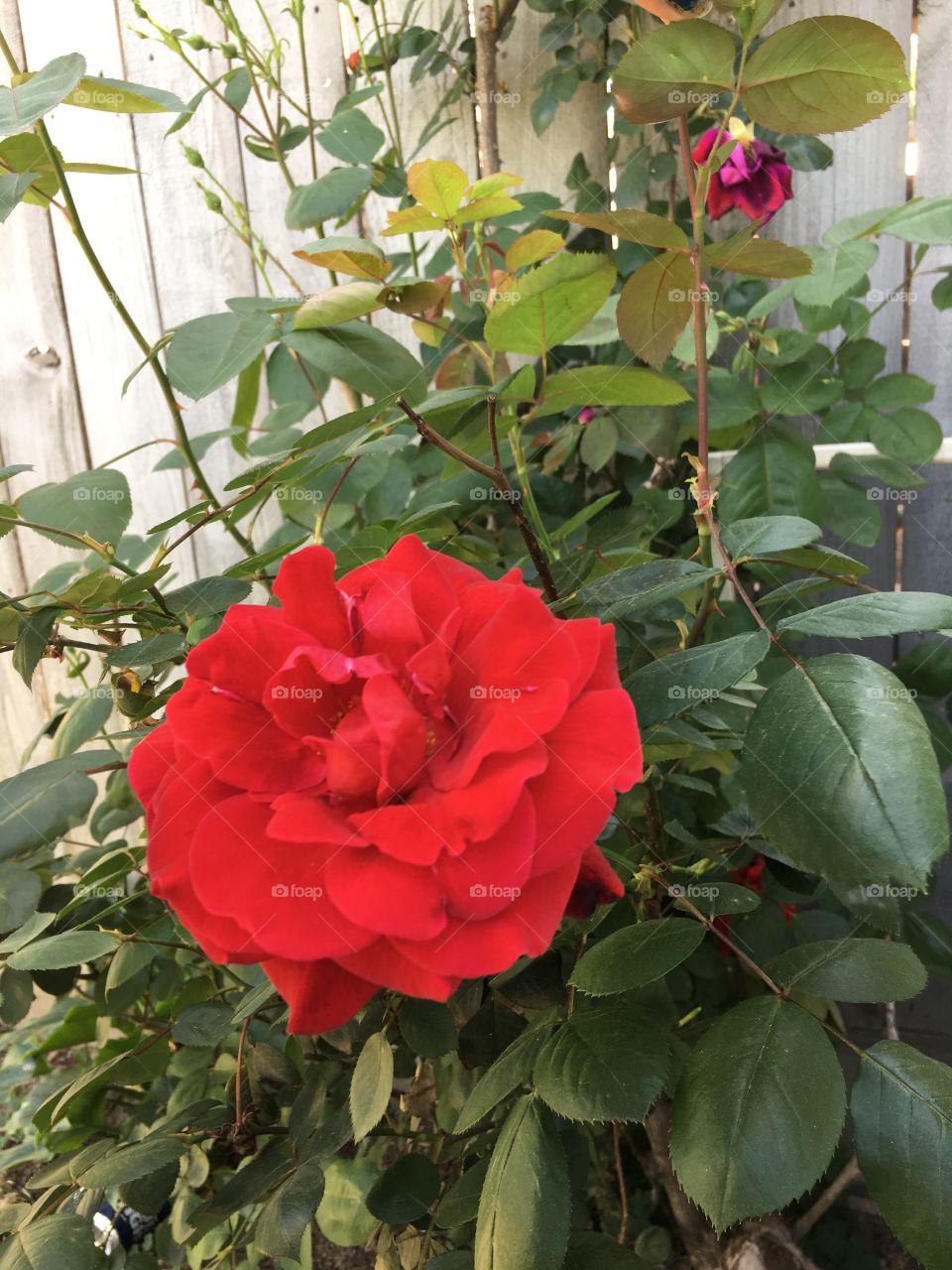 Ermosa flor roja