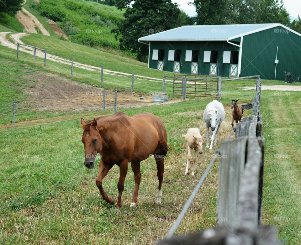 Mares with foals