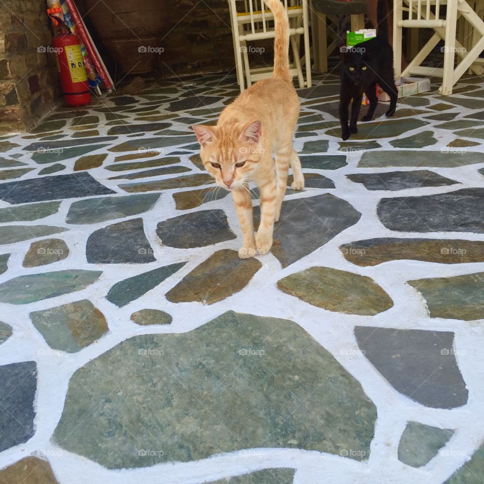 The stray cats of Naxos which visited us everyday.