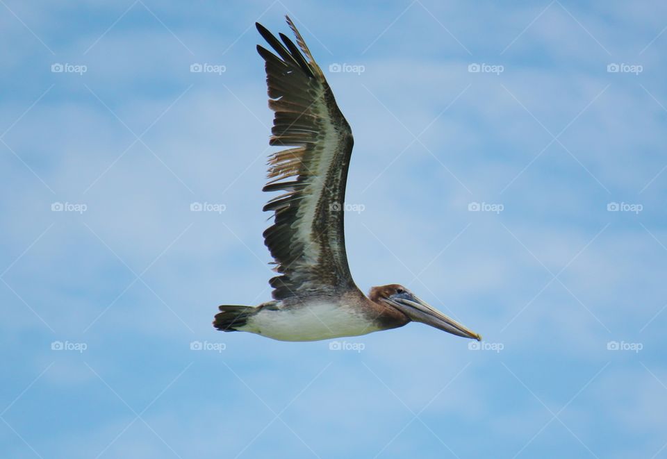 Flying pelican 