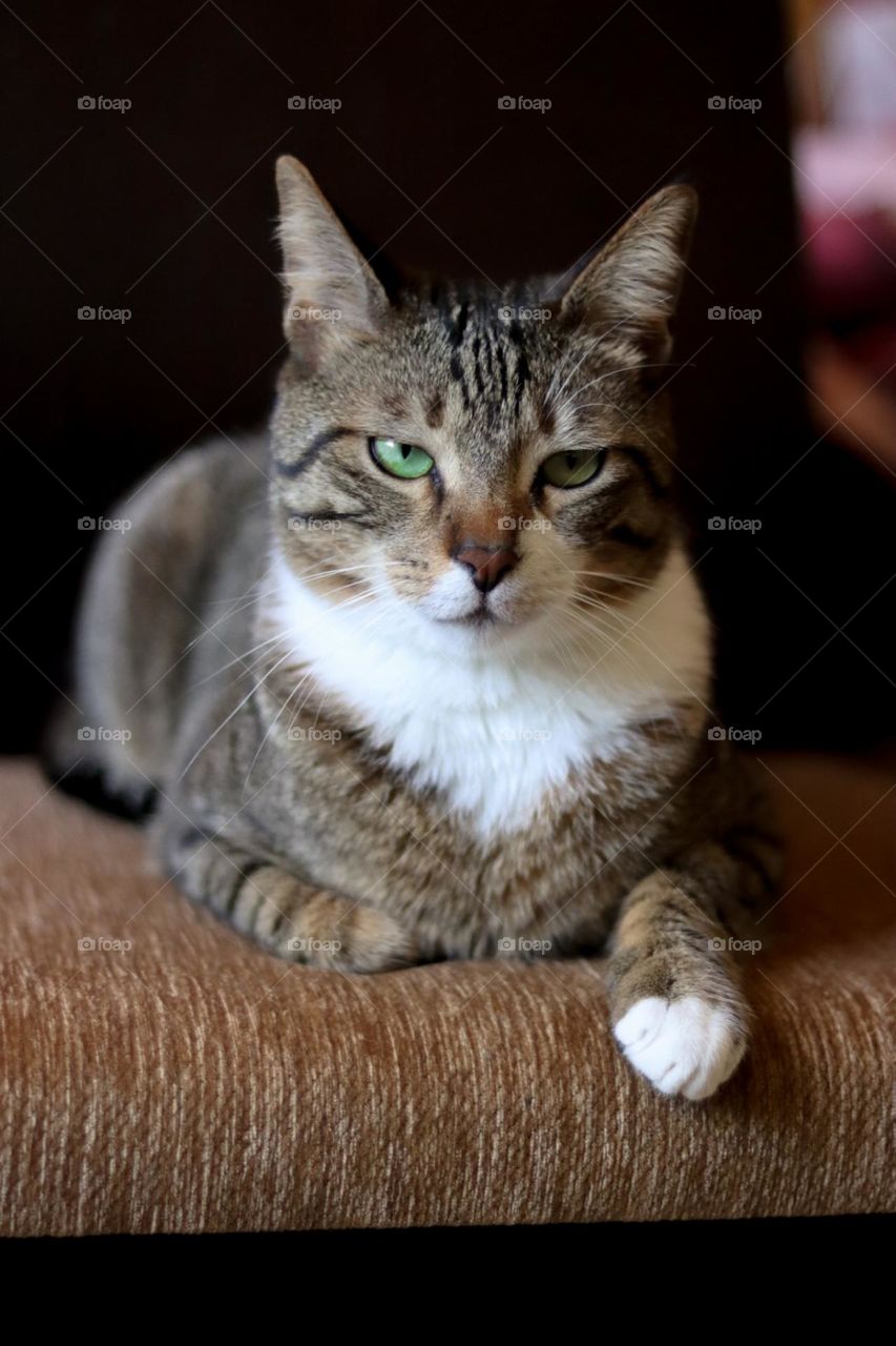 Pledge your allegiance