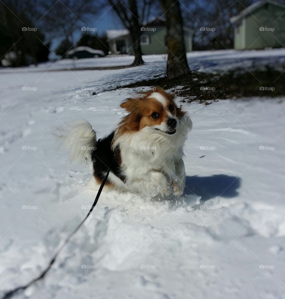 Winter Walking