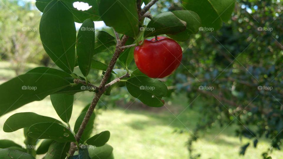 Acerola Malpighia Emarginata Cherry Tree