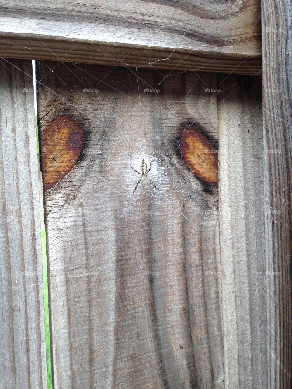 Spider natural habitat