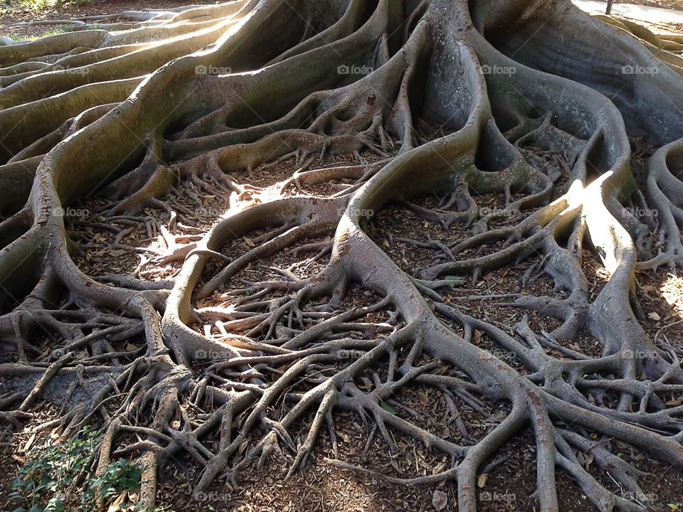 Above ground roots-creative texture 