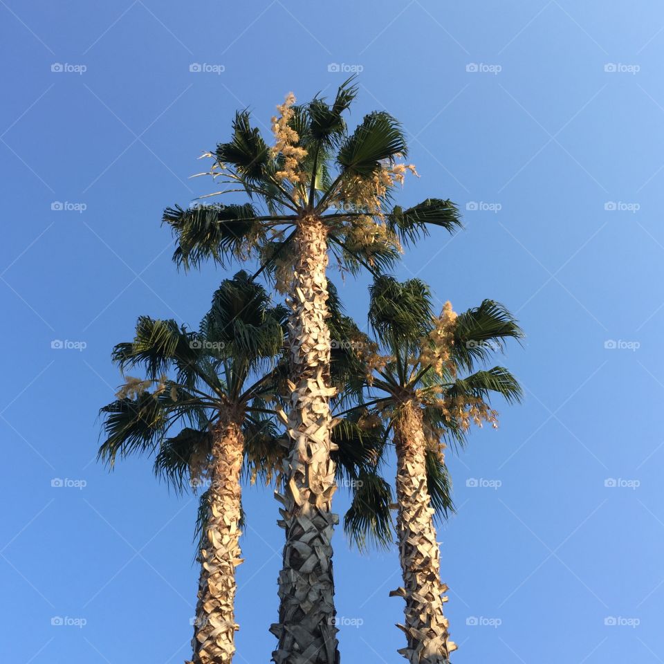 Three Palms in the sky