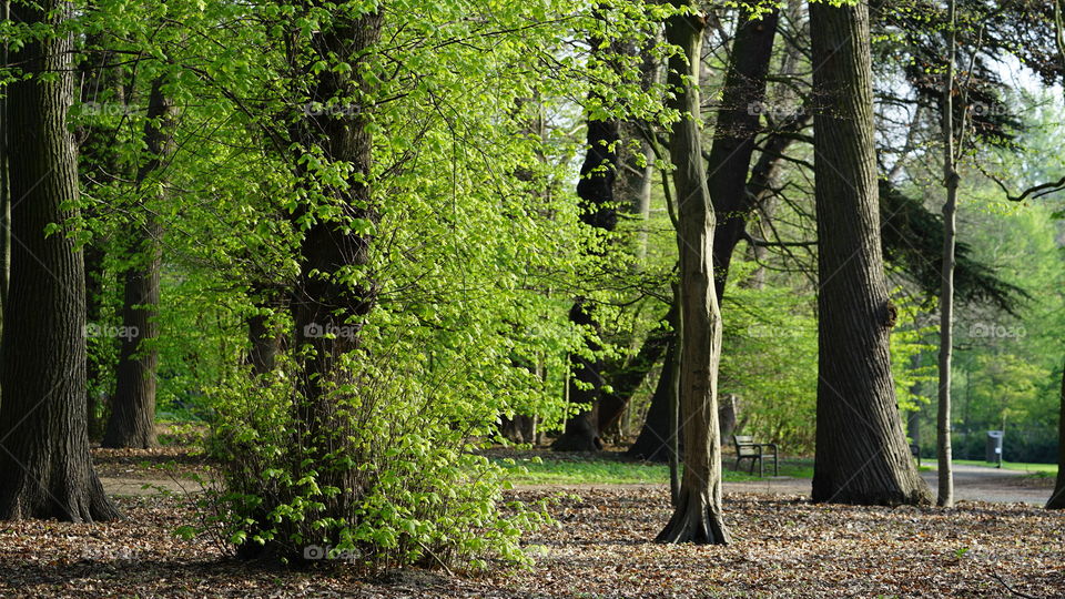 Park in Antwerp during springtime