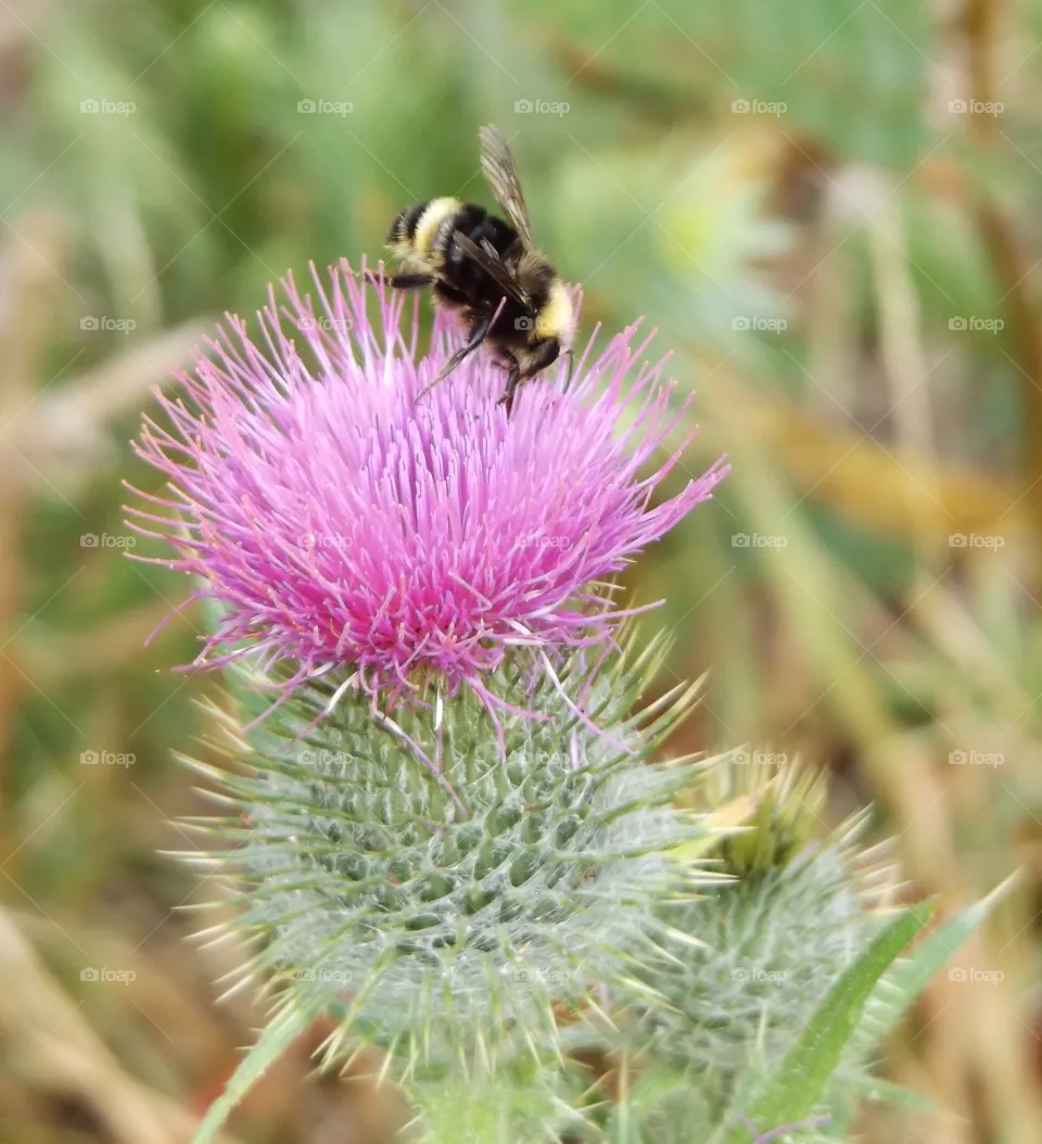 Bee