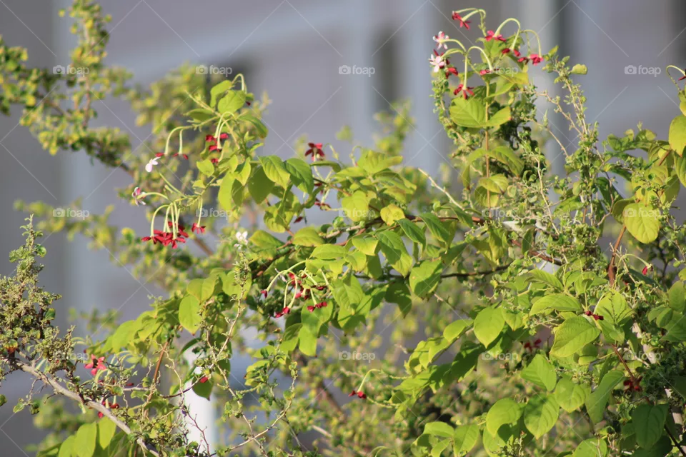 Shrubs