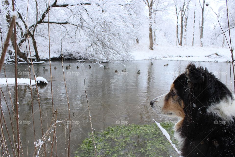 Dog wishing he could jump in that water.