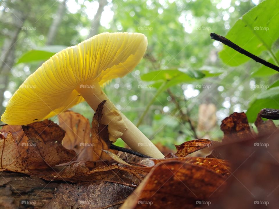 yellow mushroom in forest and leaves
