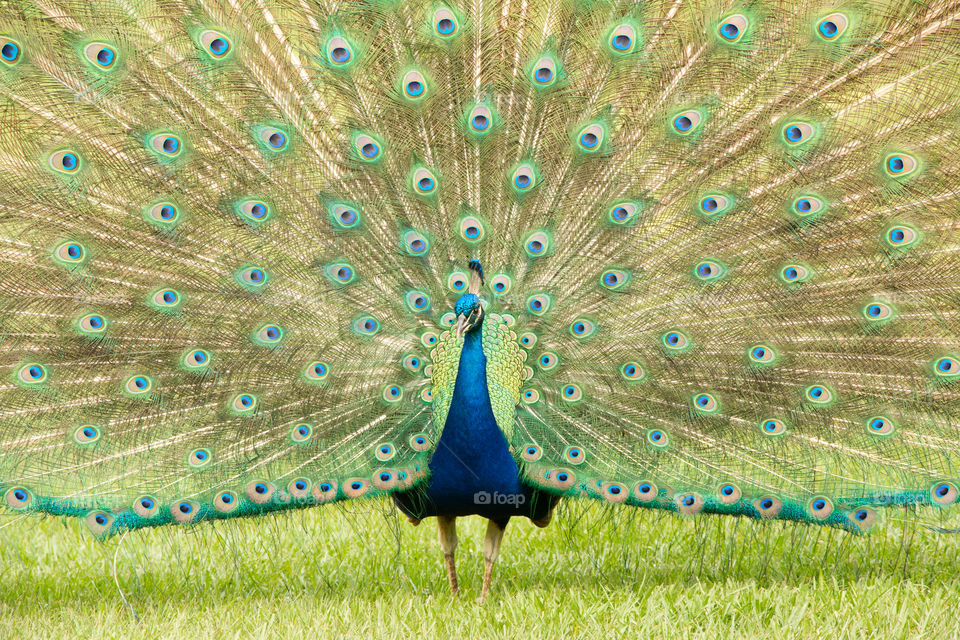 Peacock on the grass