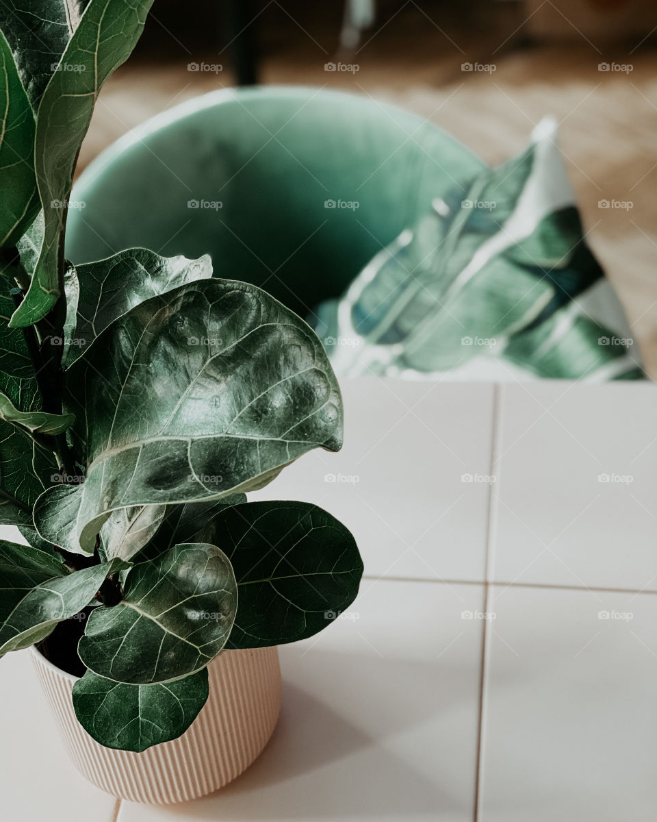 Ficus lirata in a pot