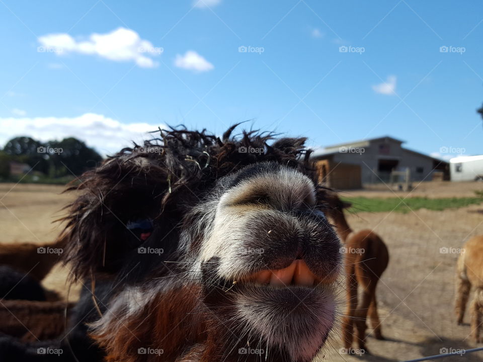 Close-up of alpaca