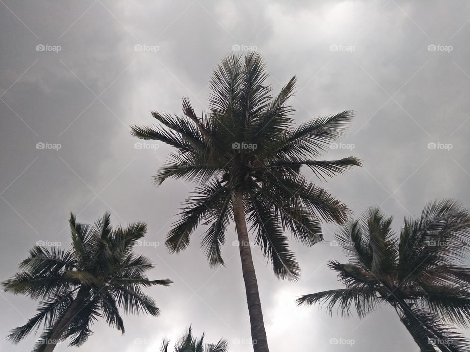 coconut tree