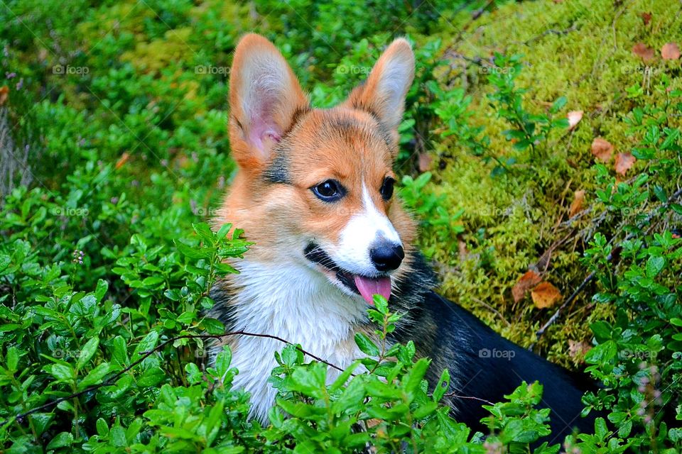 Cute puppy in the forest