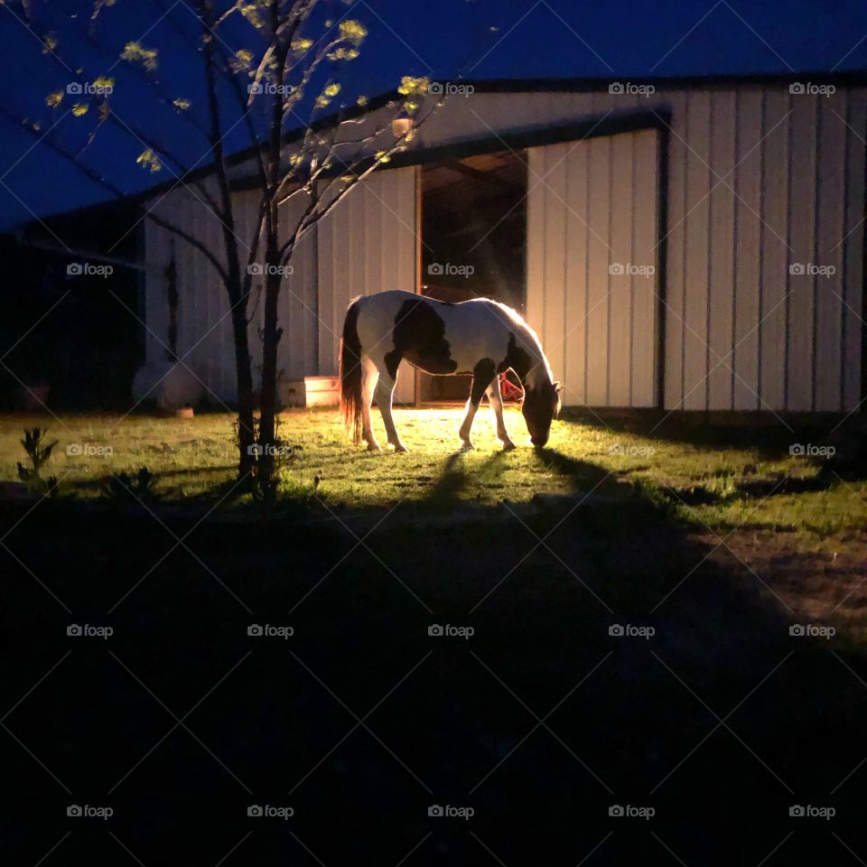 Night shot of horse in front of barn 