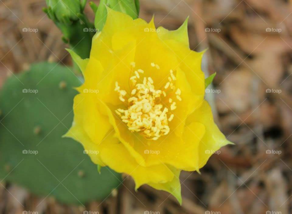 Beautiful yellow flower on a cactus.