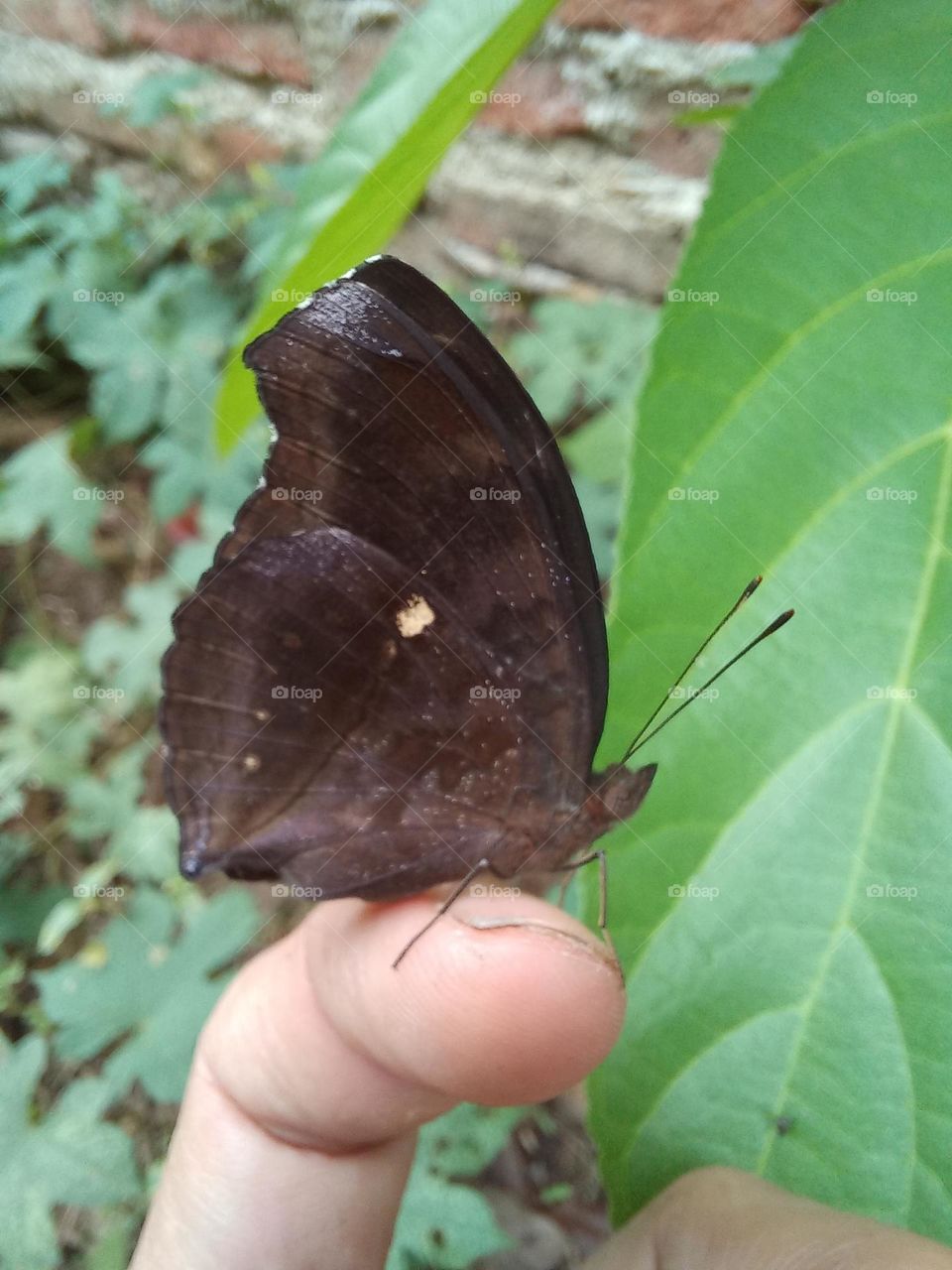 Beautiful butterfly perched on the fingers