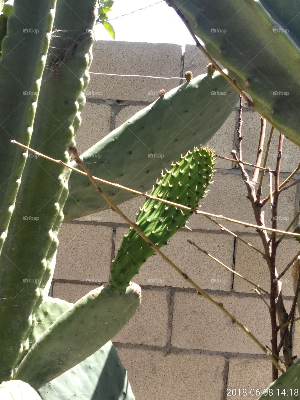 slot of cactus