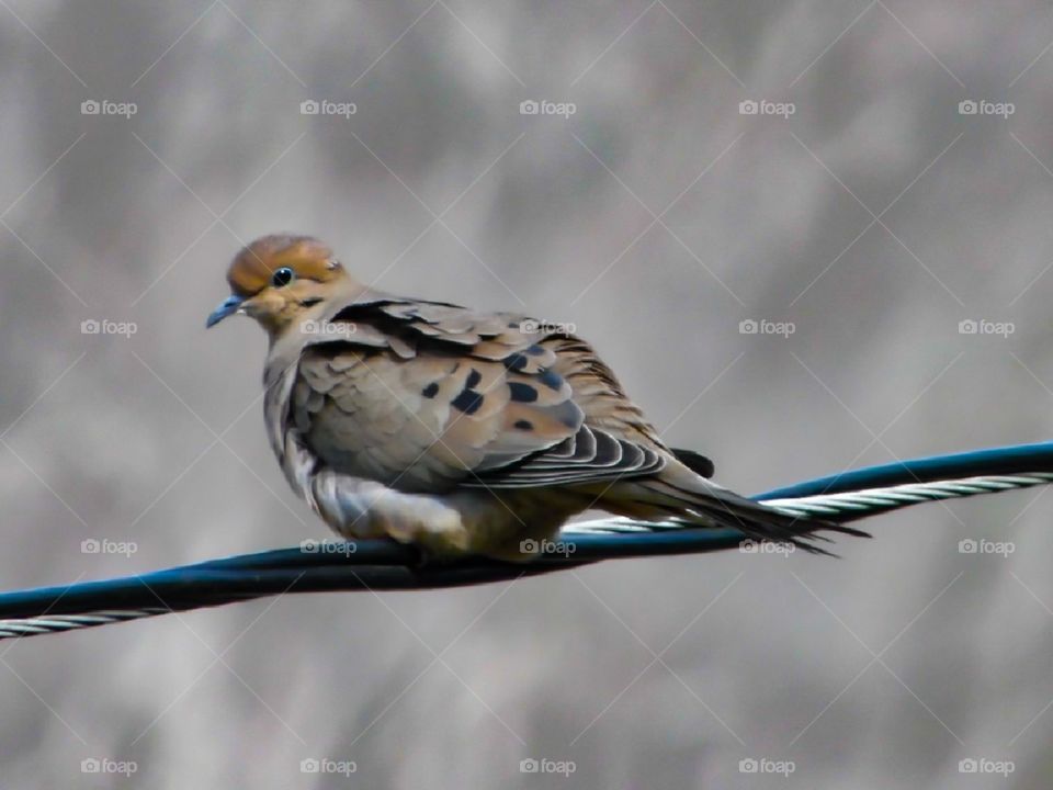 A Mourning Dove perched on the power lines.