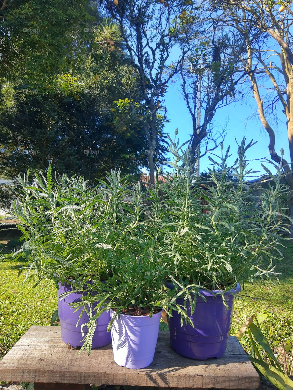 lavender plants