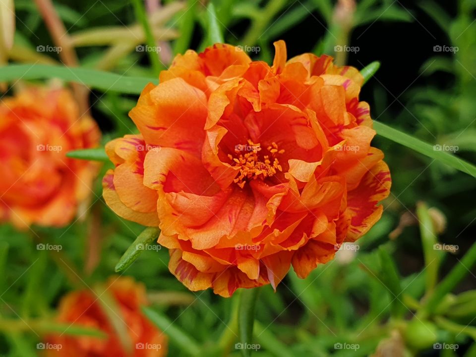 the Portulaca Grandiflora