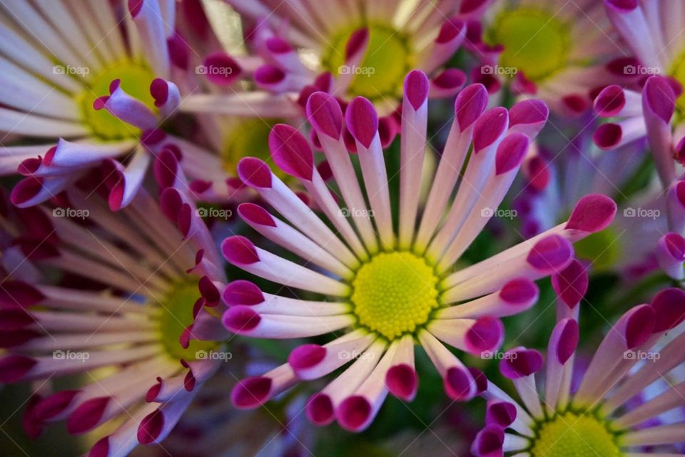 Amazing Chrysanthemum 
