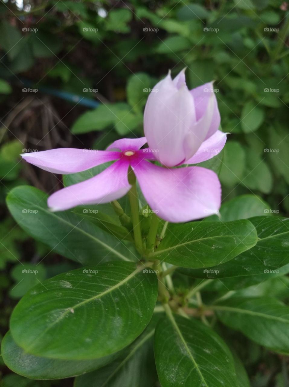 periwinkle pink flower seasonal fresh shurb small size looks very beautiful generally found everywhere