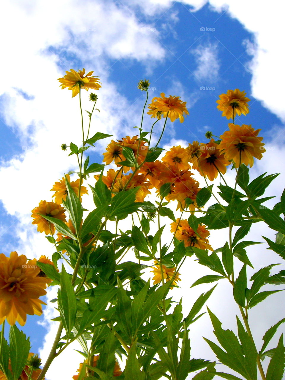 Yellow flowers on the background of sky with clouds