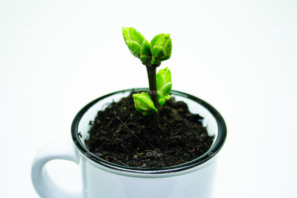 white cup with a small sprout of a tree