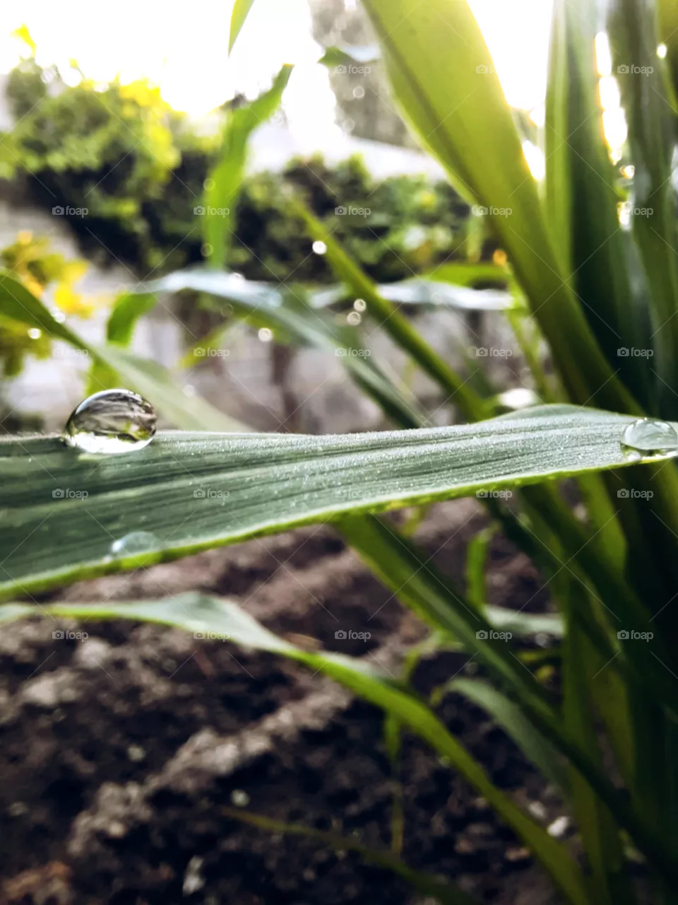nature